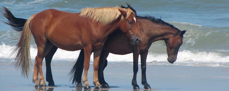 Corolla Wild Horses on Beach