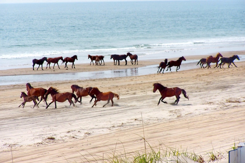 Corolla Wild Horses