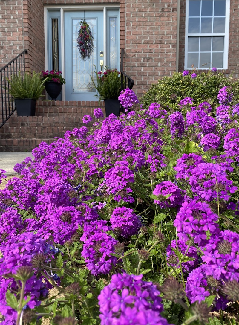 Purple Homestead Verbena