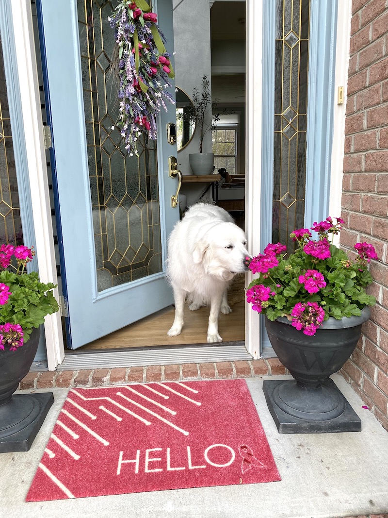 Great Pyrenees smelling the flowers