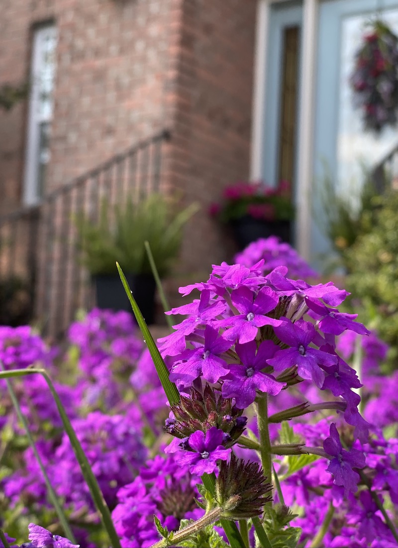 Purple Homestead Verbena